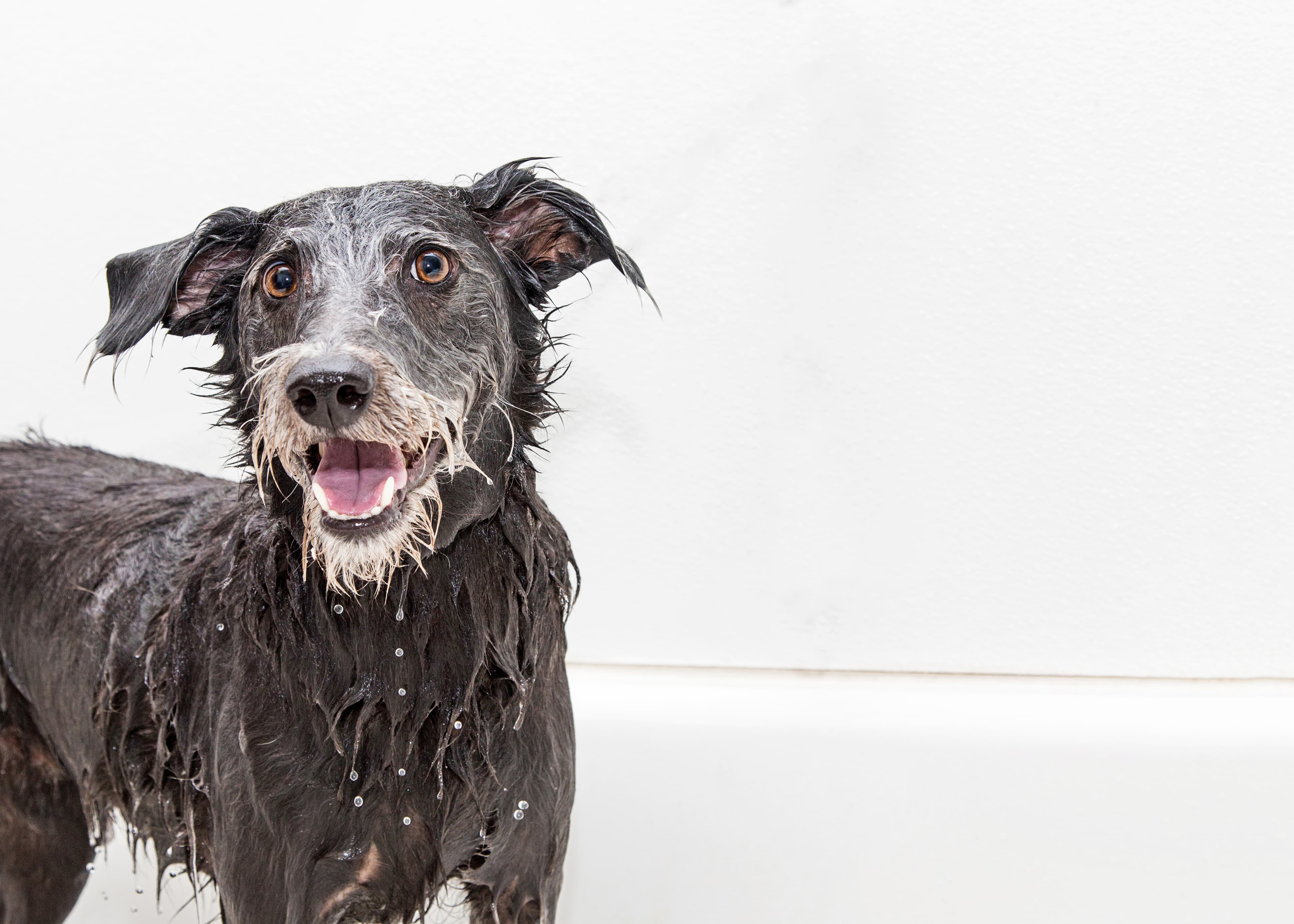 Black dog smiling after bath