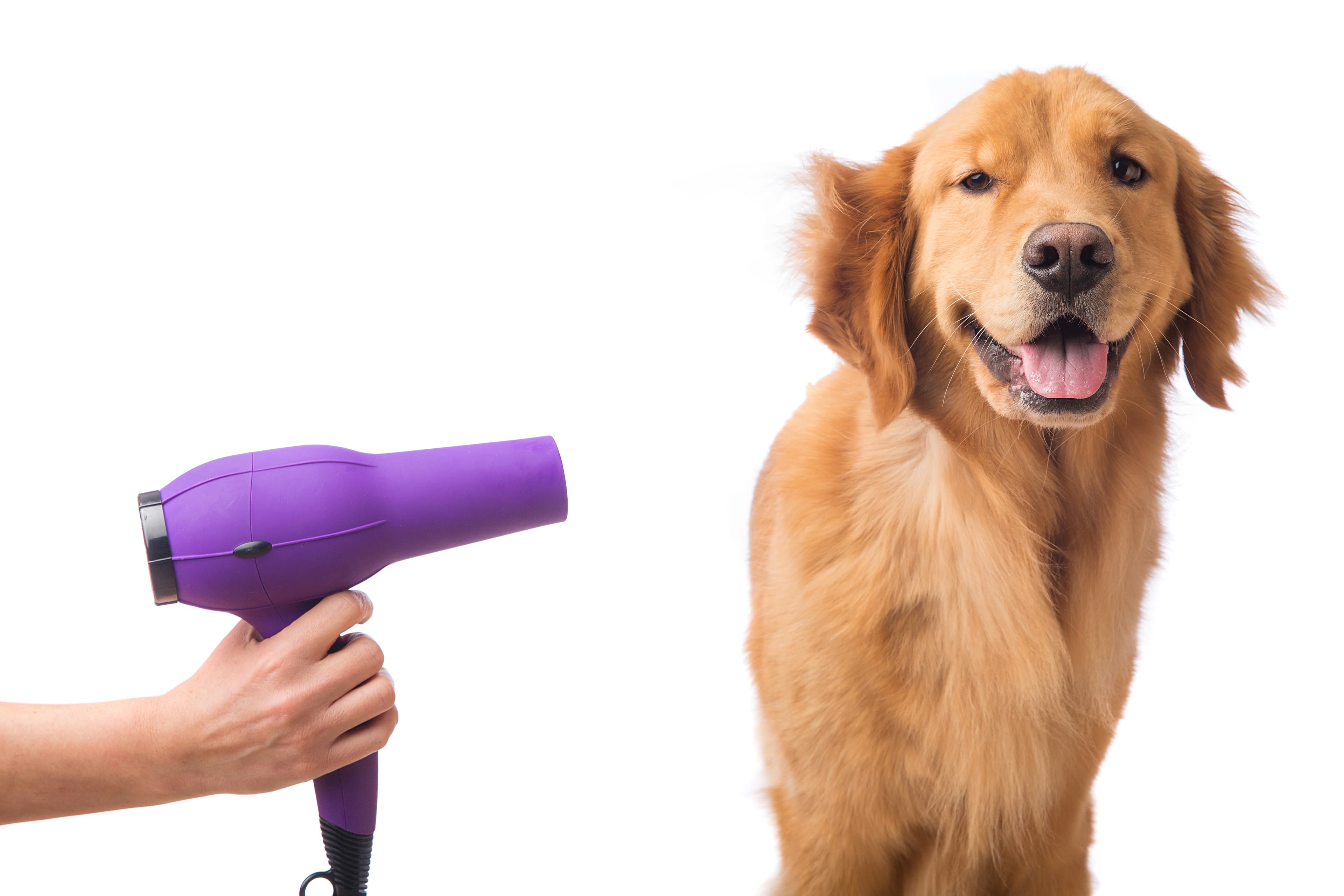 Dog being blow dried