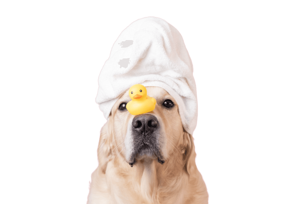 Professional Dog Grooming