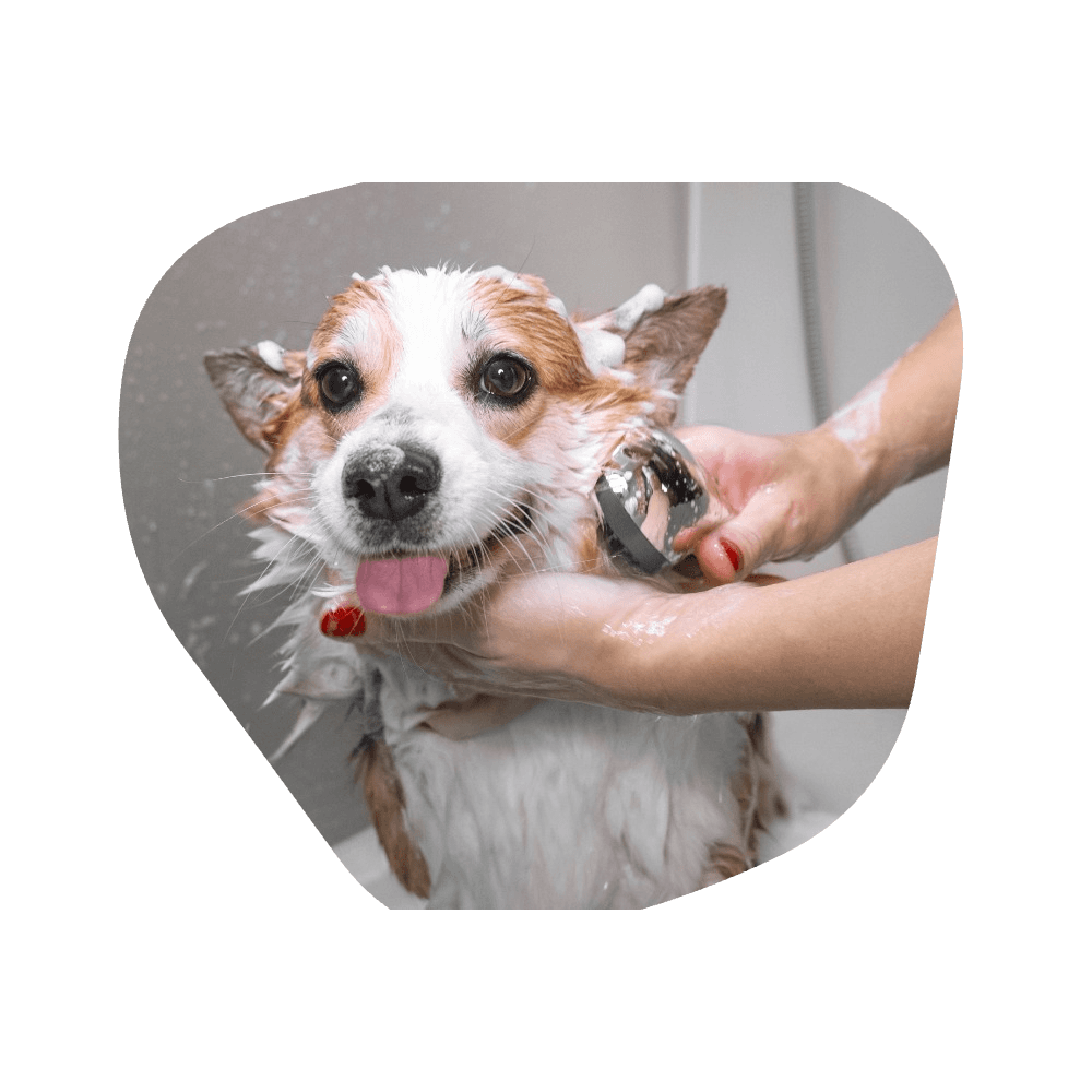 Happy dog after grooming