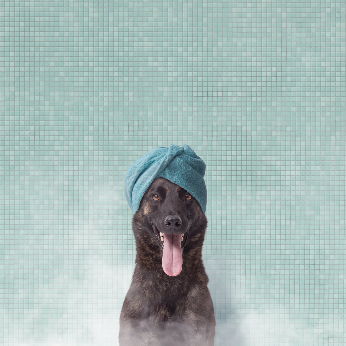 Happy dog after mobile grooming service