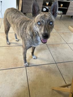 Happy pet from Toni Robinson