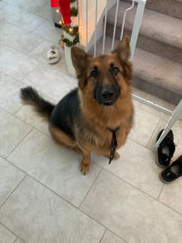 Happy pet from David P.