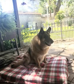 Happy pet from Linda Creelman