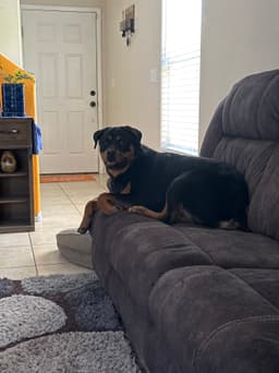 Happy pet from Christie Gribben