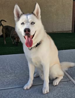 Happy pet from Chelsea Ortiz